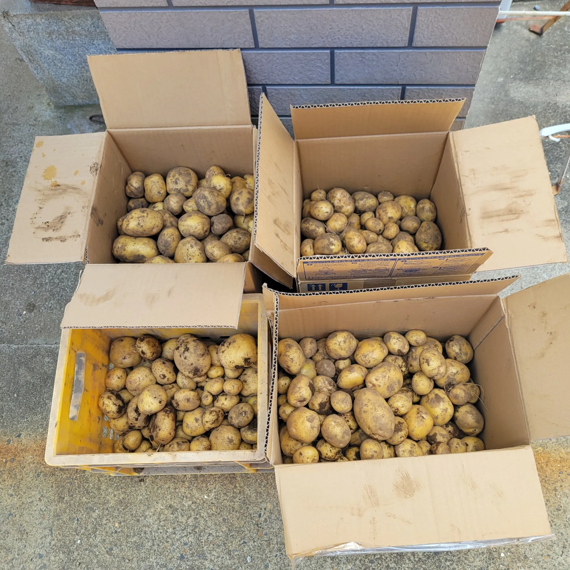 たくさん収穫できました！