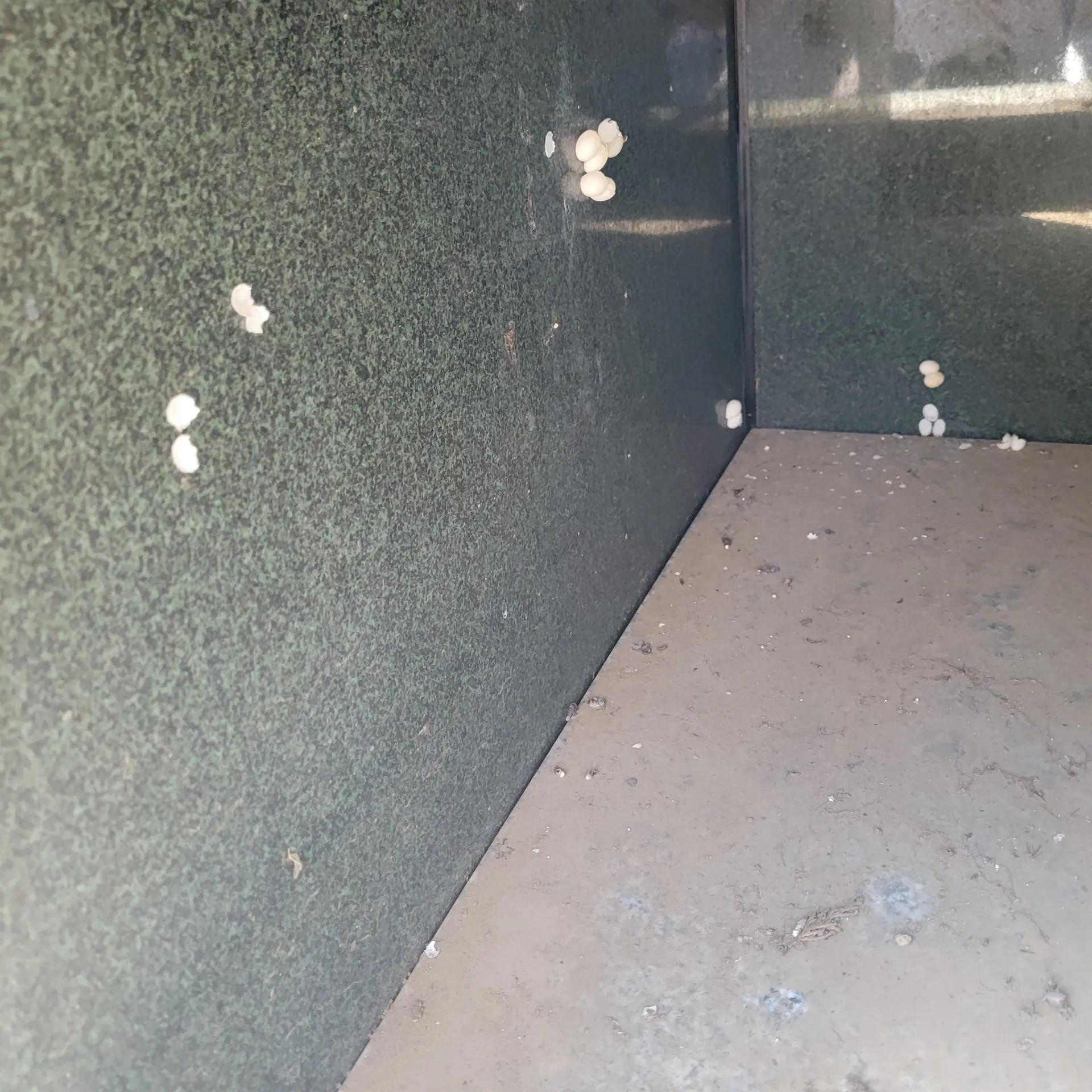 カロート(納骨室)内部に時々良い縁起が